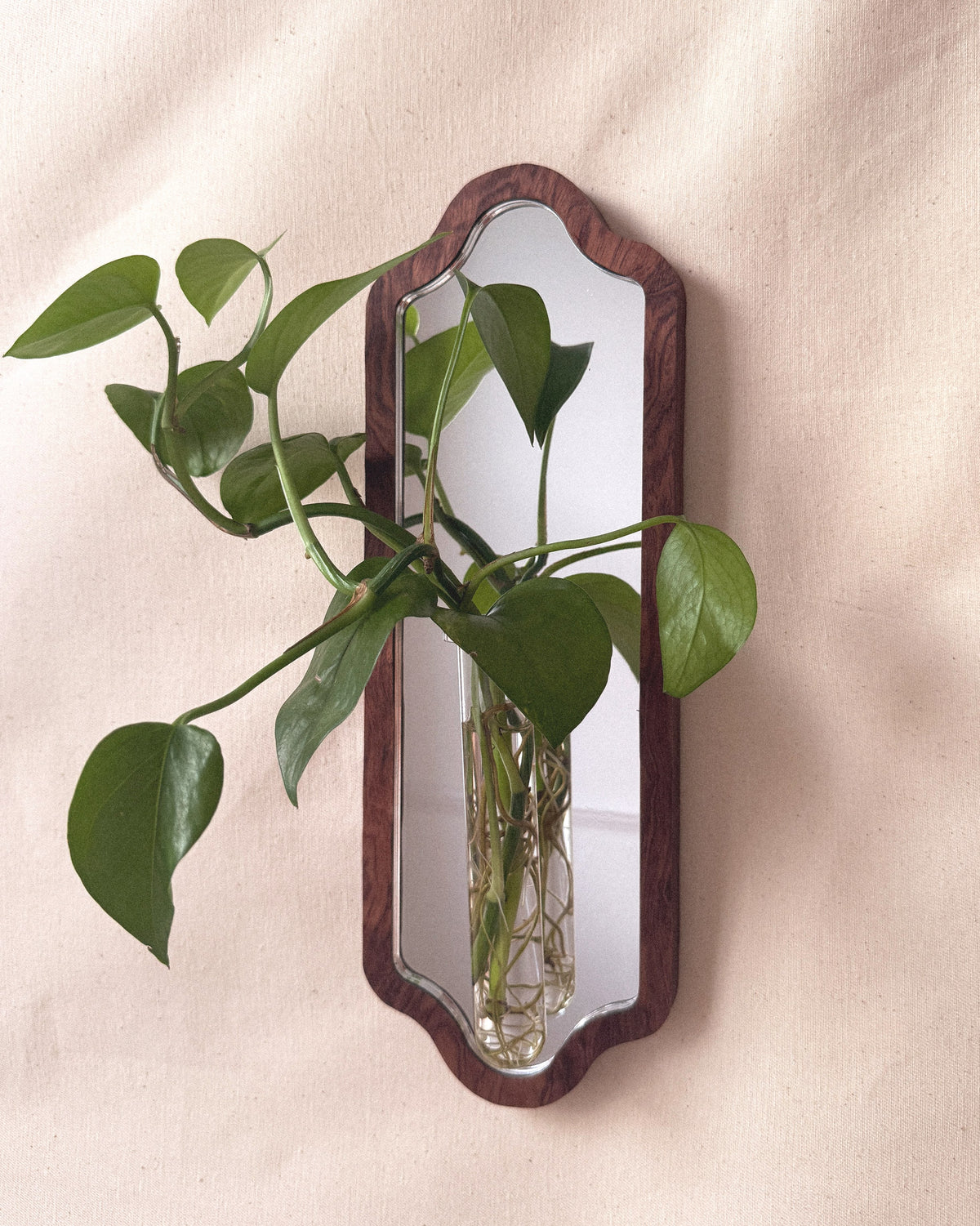 Curved Botanical Mirror - walnut veneer